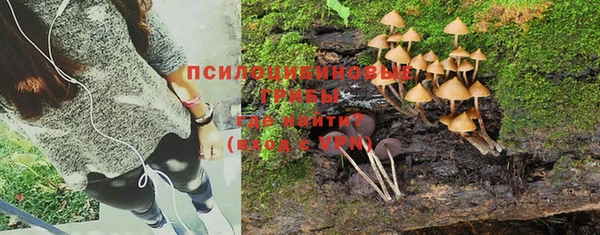 прущие грибы Костерёво
